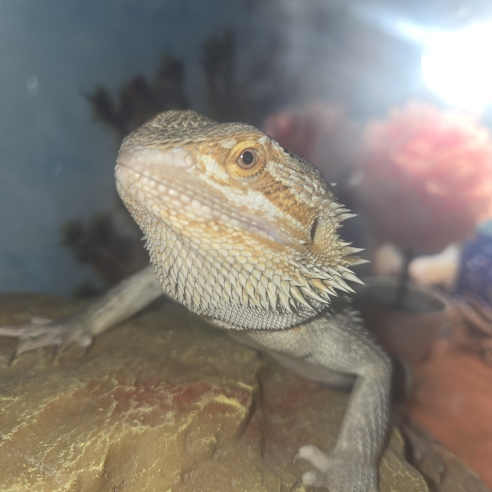 Meet your Posher, Isabella